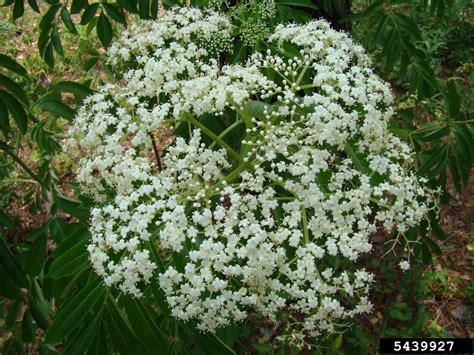 Common Elderberry Sambucus Nigra Ssp Canadensis