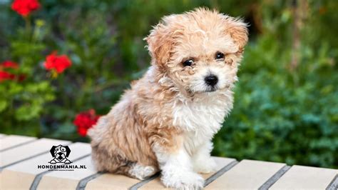 Maltipoo adult: everything you need to know