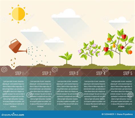 Steps Of Plant Growth Timeline Infographic Design Stock Vector Image 52044829