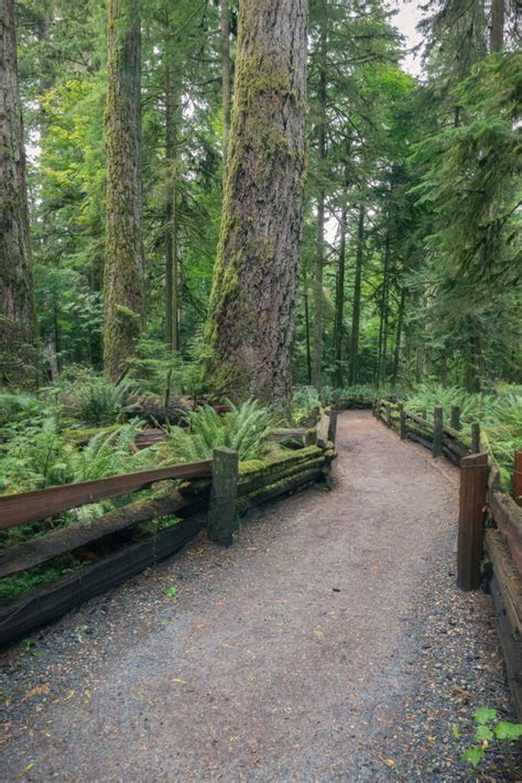 Cathedral Grove An Astonishing Walk Amongst Giants Bestever Guide