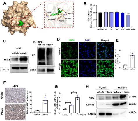 Vitexin Regulated The Expression Of Keap Nrf Ho In Vivo And In