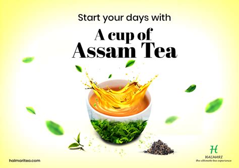 Know More About Tea Plucking In Assam