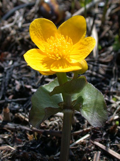 Imageafter Photos Yellow Flower In Mud Bright