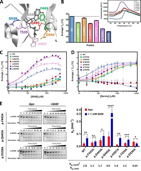 Inter Domain Communication Of Human Cystathionine β Synthase Journal