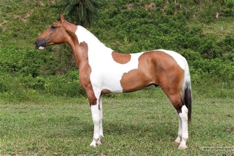 Cavalos De Raça Brasileira - Raca De Cavalo Brasileira - NAZAEDU