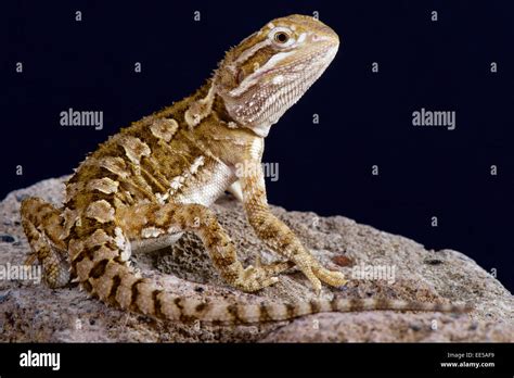 Dwarf bearded dragon / Pogona henrylawsoni Stock Photo - Alamy