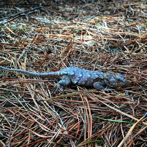 eastern fence lizard poisonous 2