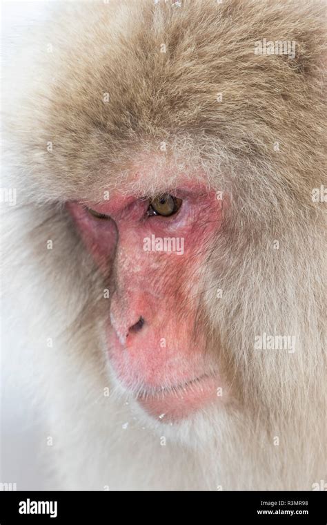 Snow Monkeys, Nagano, Japan Stock Photo - Alamy