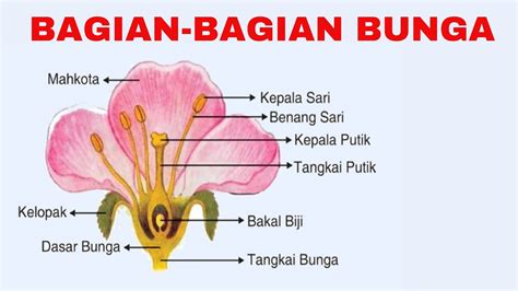 BAGIAN BAGIAN BUNGA DAN FUNGSINYA MATERI IPA DAN IPAS PADA KURIKULUM