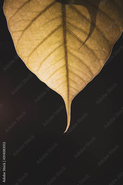 Green Bo Leaf With Sunlight In The Morning Bo Tree Representing