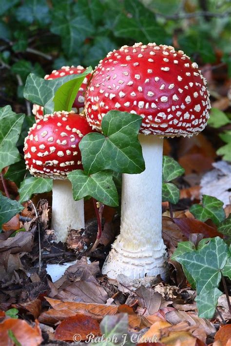 Pin By Maia Walczak Artist On Fungi Love Mushroom Pictures Stuffed Mushrooms Pretty Plants