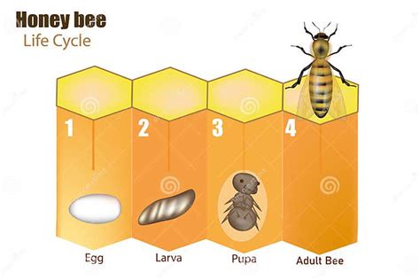 Lebenszyklus Der Honigbiene Entwicklungsstadien Der Biene Vektor Abbildung Illustration Von