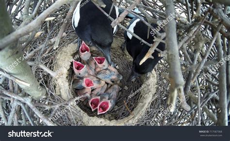 1,753 Magpie Nest Images, Stock Photos & Vectors | Shutterstock