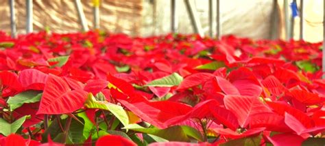 La provincia de Almería líder en la producción de flor de Pascua para