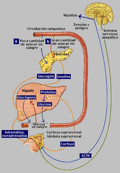 Apb Regulaci N De La Glucosa En La Sangre