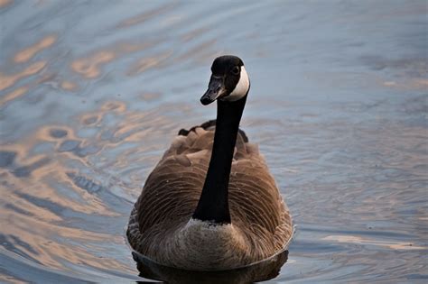 Goose Bird Beak - Free photo on Pixabay - Pixabay