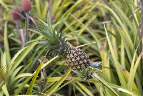 Free Stock Photo 5485 Pineapple Plantation Freeimageslive