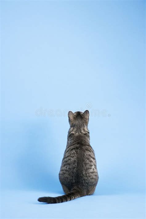 Back view of cat. Back view of gray striped cat sitting on blue ...