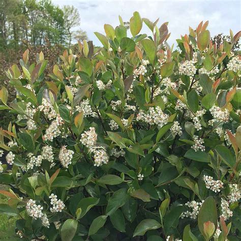 Aronia Melanocarpa Viking Horsford Gardens And Nursery