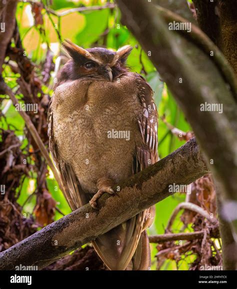 Crested Owl Lophostrix Cristata Blind In One Eye Stock Photo Alamy