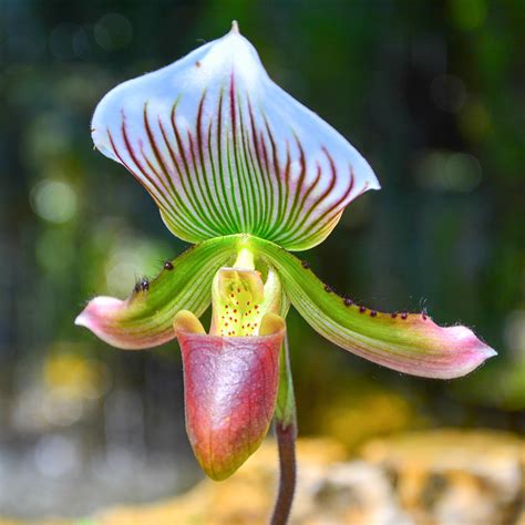 Le sabot de Vénus une orchidée à la beauté raffinée Mon jardin d idées