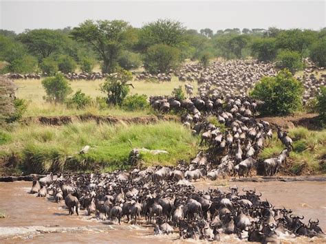 Gran Migración en el Serengeti Mara sigue el viaje por la llanura