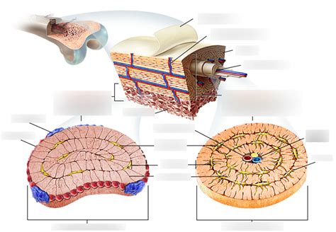 Long Bone Internal Structure Diagram Quizlet