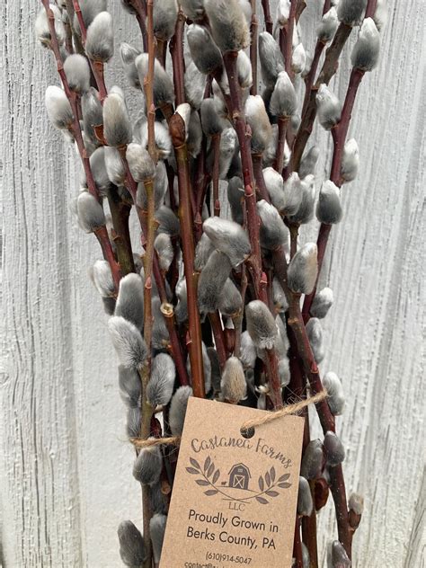 Pussy Willow Cuttings For Decor Etsy