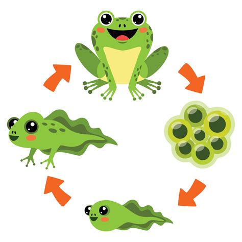 Download The The Life Cycle Of Frog 13481127 Royalty Free Vector From