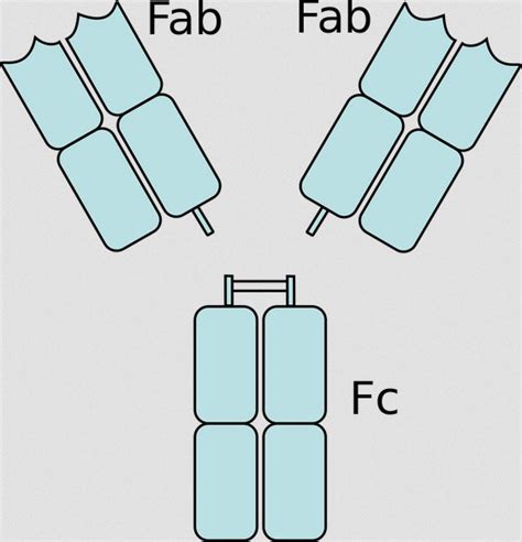 Antibody : Types, Structure, Classes and Functions - Laboratoryinfo.com