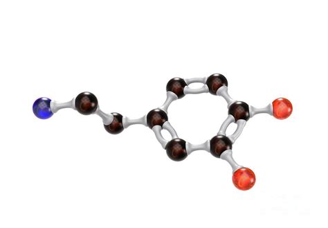 Dopamine Photograph By Medical Graphics Michael Hoffmann Science Photo