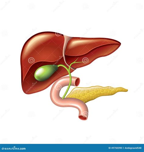 Human Liver Gallbladder Pancreas Anatomy Vector Stock Vector Image