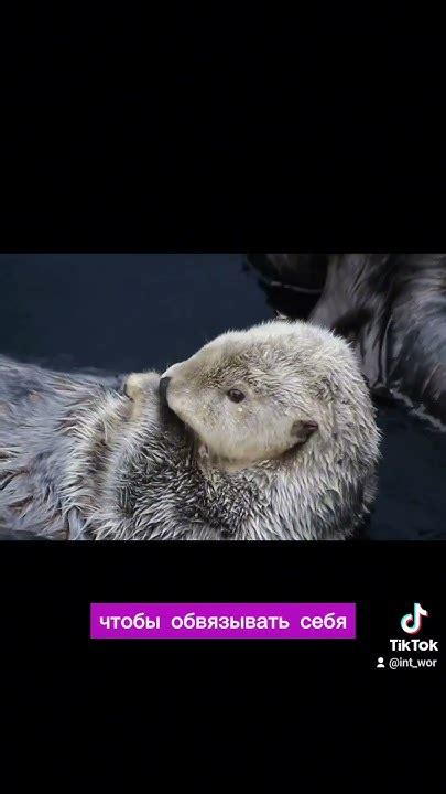 Морские выдры держатся за руки 🦦 ️ #животные #выдра #факты # ...