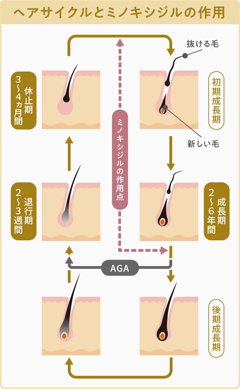 ミノキシジルの効果と副作用【女性も使える やめたらどうなる】 医師監修コラム｜aga・薄毛治療の発毛専門病院のスマイルagaクリニック