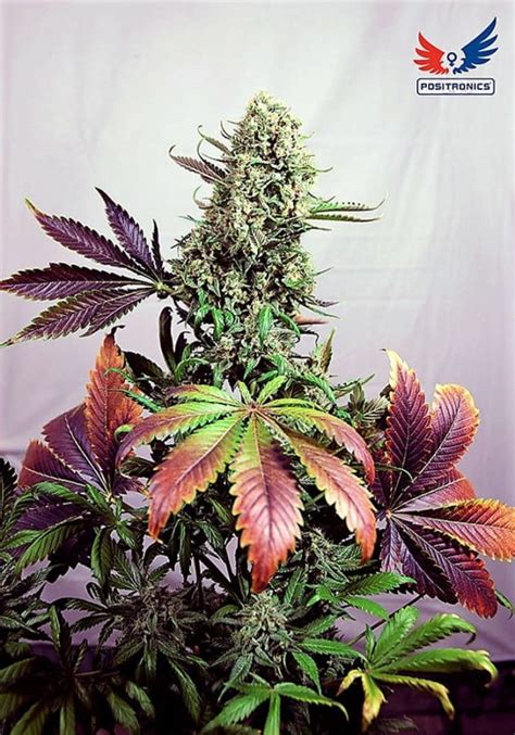 Buy Purple Haze # 1 Feminized Seeds at the best price!