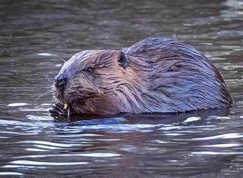 Busy Beaver Photograph by Jaki Miller - Pixels