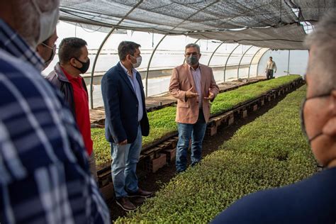 M S De Mil Plantines De Tomates Se Entregar N A Productores De La