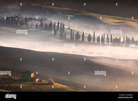 Foggy Morning In Tuscany A Farmhouse Tree Lined Road And Rolling