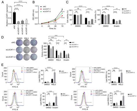 Long Non‑coding Rna Lung Cancer‑associated Transcript 1 Regulates