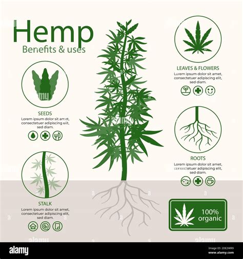 Benefits Of Cannabis Hemp Infographic Vector Illustration Stock Vector