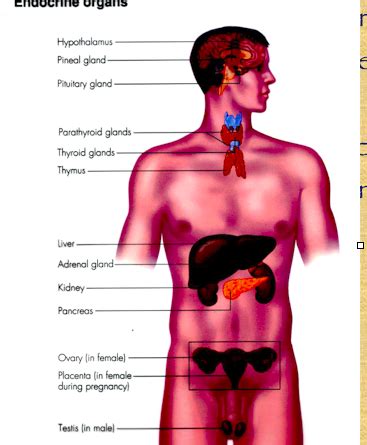 Endocrinology Diagram | Quizlet