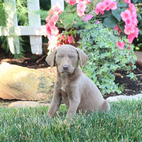 Tulip Labrador Retriever Puppy For Sale In Narvon Pa Lancaster Puppies