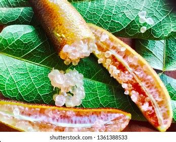 Australian Native Bush Tucker Finger Lime Stock Photo