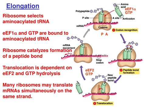 PPT Eukaryotic MRNA Transcripts Are Processed PowerPoint Presentation