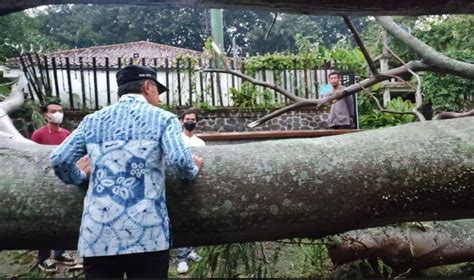 Hujan Dan Angin Kencang Di Kota Bogor Bima Arya Pohon Tumbang Terjadi