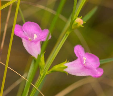 Purple False Foxglove Agalinis Purpurea Comstock Bog Mea Flickr