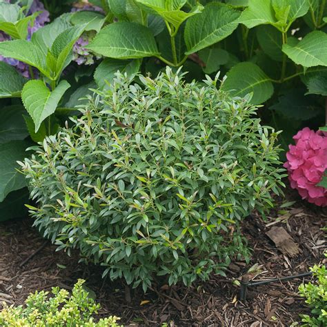 Ilex Glabra Smnigab Gem Box Pp Piedmont Carolina Nursery