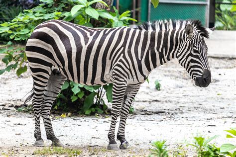 Zebra Picture And HD Photos | Free Download On Lovepik