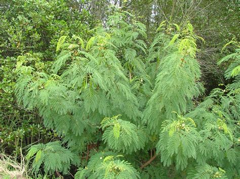 Leucaena | Cape York Natural Resource Management
