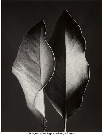 Two Leaves By Ruth Bernhard On Artnet